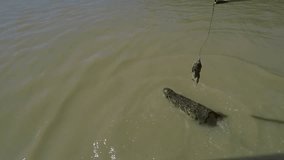 Slow motion shot of huge salt water crocodile jumping to catch bite attached to a pole. 
Crocodile jumping in slow motion in Northern Territory in the Adelaide river 