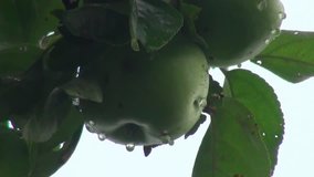 Morning dew on a green apples - Powered by Shutterstock - Get 15% off with code: PIKWIZARD15