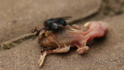 Ants and flies eat up flesh of dead sparrow chick