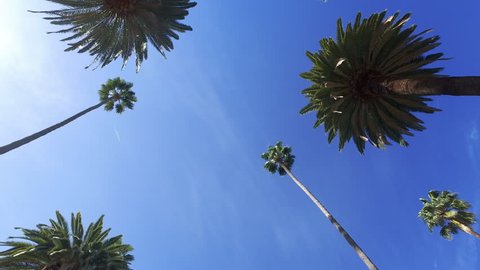 Driving through Beverly Drive. Los Angeles, California. Palm trees against a summer blue sky. United states. Blue.