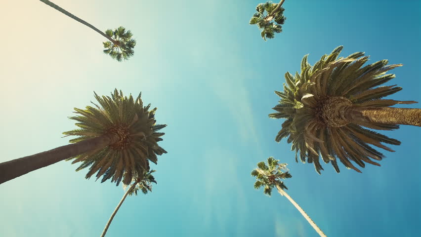 Driving through Beverly Drive. Los Angeles, California. Palm trees against a summer sky. United states. Loopable. Green.