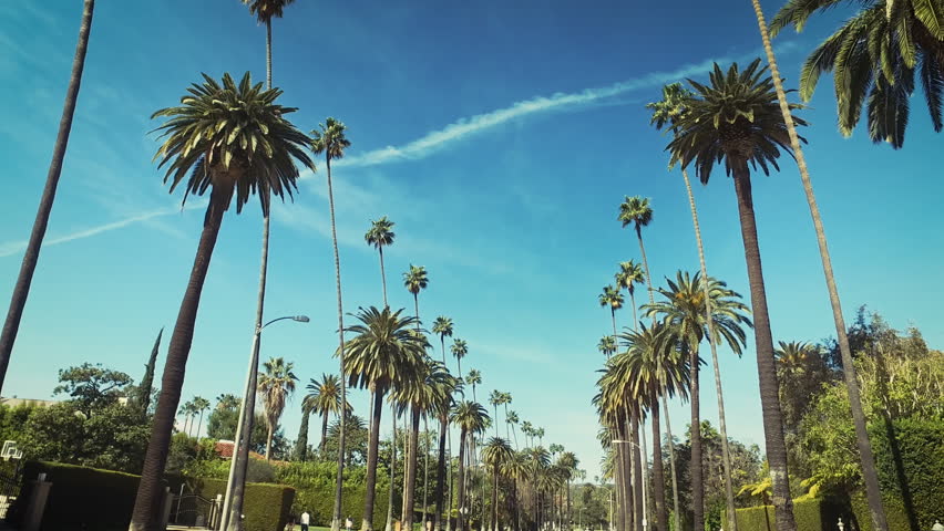 Palm trees passing by a blue sky. Driving through the sunny Beverly Hills. Los Angeles, California. Green.
 Royalty-Free Stock Footage #33217078