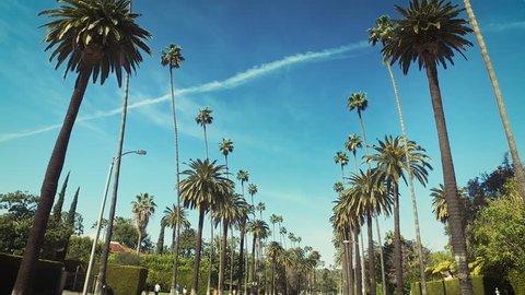 Palm trees passing by a blue sky. Driving through the sunny Beverly Hills. Los Angeles, California. Green.
