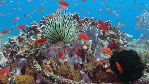 School of tropical fish and sea lily on the colorful underwater coral reef. Scuba diving with ocean wildlife. Snorkeling on the reef with sea lilies, corals and red anthias fish.