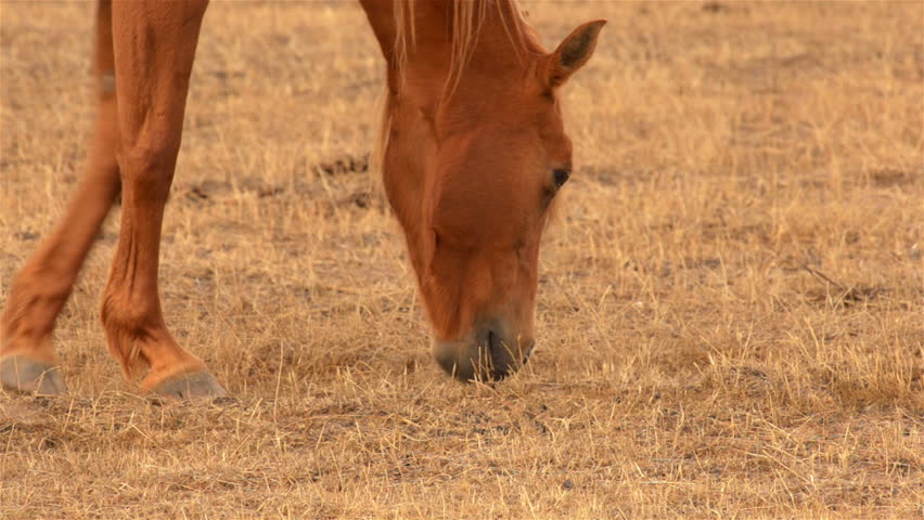 A horse grazing on dry grass in a paddock on an Australian farm in summer.