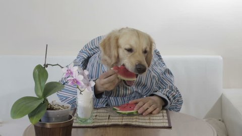 Dog with human body eats watermelon