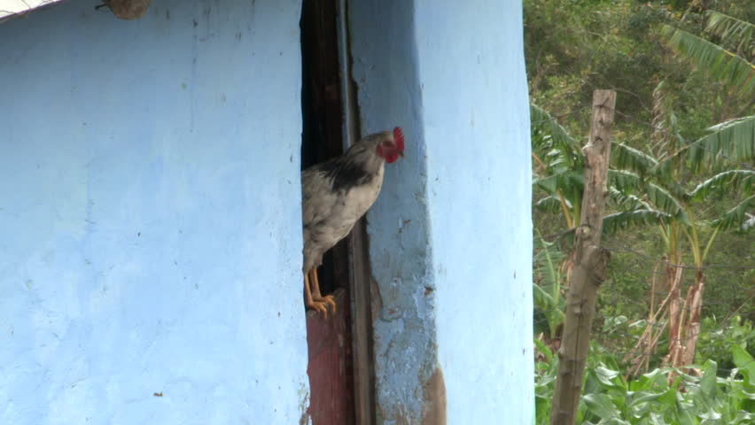 Chicken jumping  out from a door  of a rural African hut.