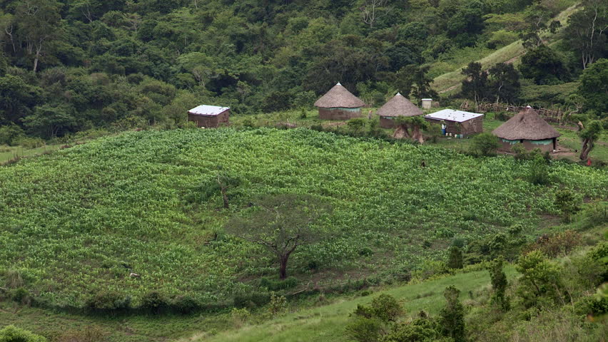 Rural African Xhosa huts, crops surrounded by indigenous forest in the Transkei,