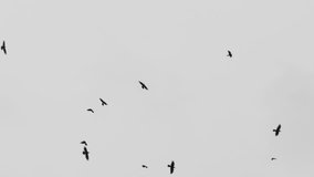 birds circling in the sky, a flock of crows. gray concept crows birds