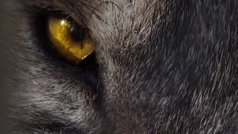 Wolf head with yellow eye, artificial colored