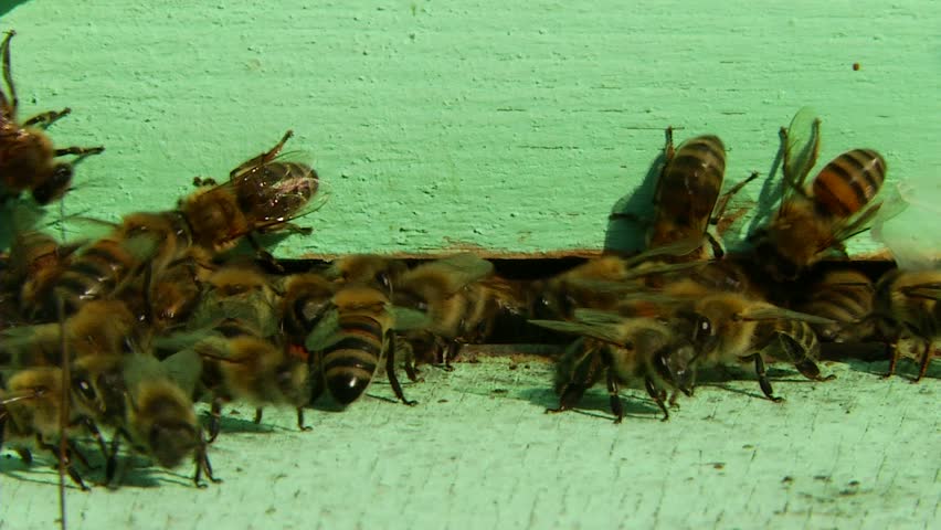 Nature Apiary.Bee-garden.
