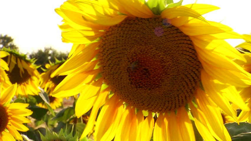  Field of sunflowers