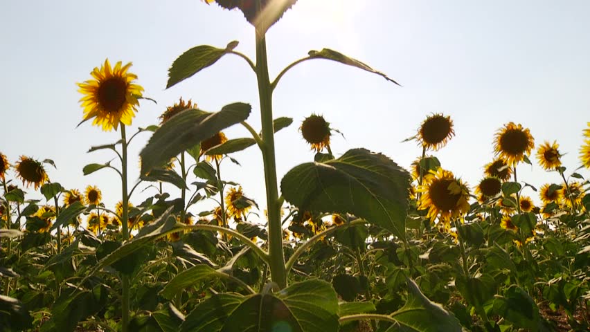  Field of sunflowers