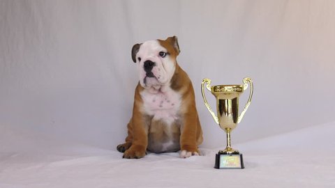 english bulldog puppy show breeding champion with trophy