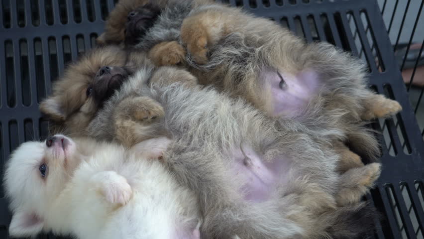 Puppies sleeping together group of loverly siblings