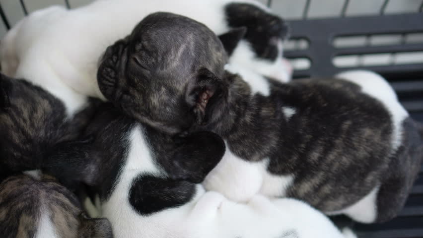 Puppies sleeping together group of loverly siblings