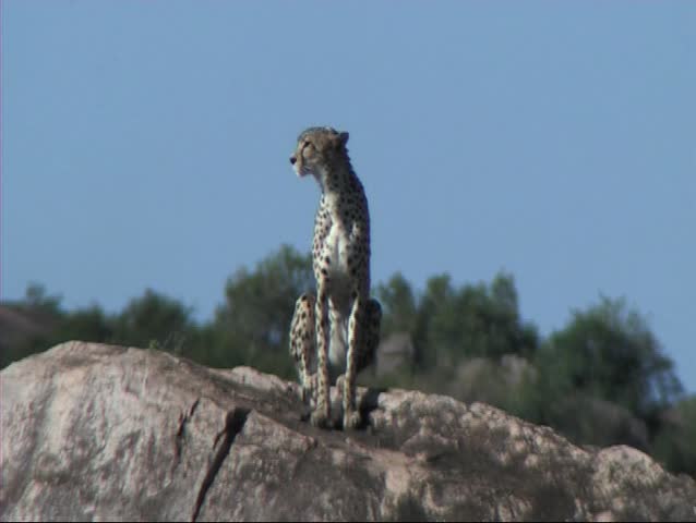 Cheetah resting on a kopje in the Serengeti