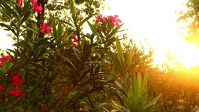 Sun shining through fall leaves and pink flower at sunset - Powered by Shutterstock - Get 15% off with code: PIKWIZARD15