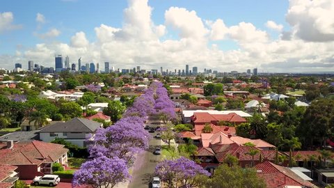Aerial footage of a street lined with Jacarandas in bloom in South Perth, Western Australia. The Perth city skyline is visible in the distance.