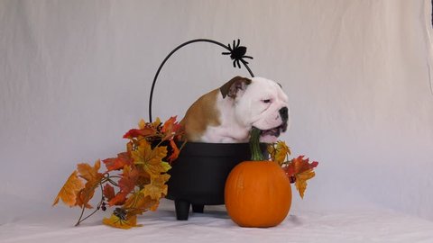 english bulldog puppy chews pumpkin from cauldron and falls over 