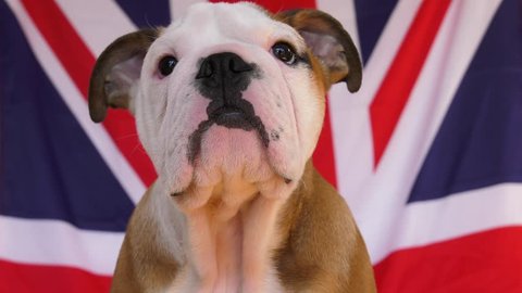 english bulldog puppy union jack flag depth of field close up 4k slow