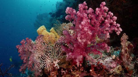 brightly colored soft corals (dendrophthya sp) in the coral reef, WAKATOBI, Indonesia, Nov 2017, slow moition, RED 5Kws 21: 9