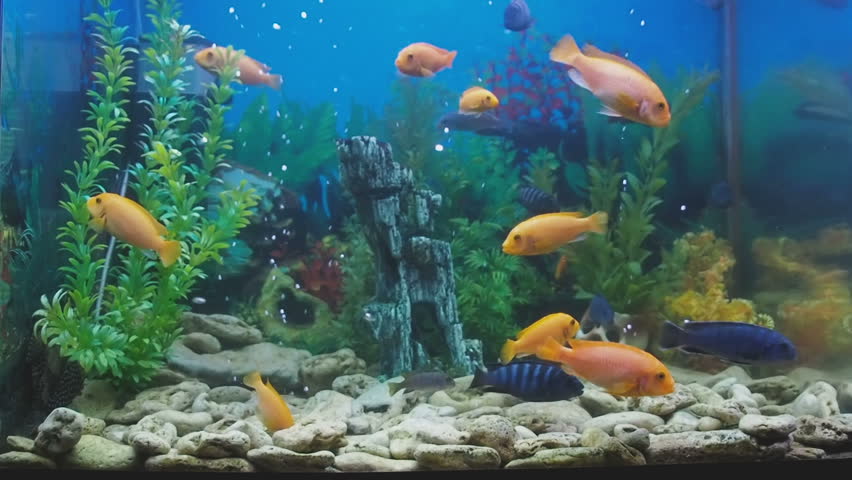 home aquarium fish