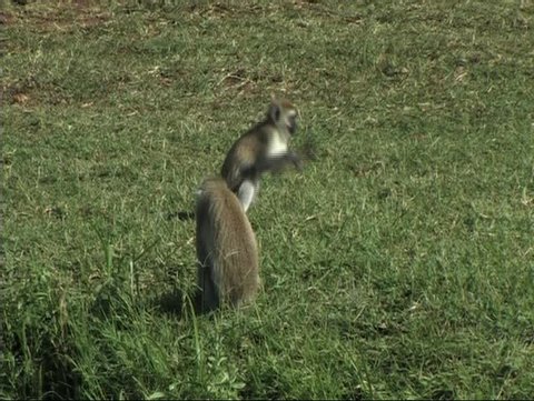 Vervet monkeys feeding in Lake Manyara NP