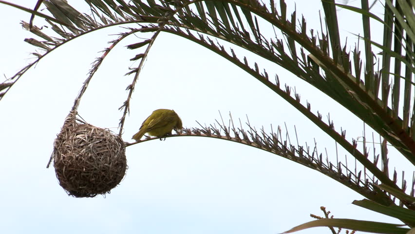 Cape weaver sitting on palm tree next to nest.