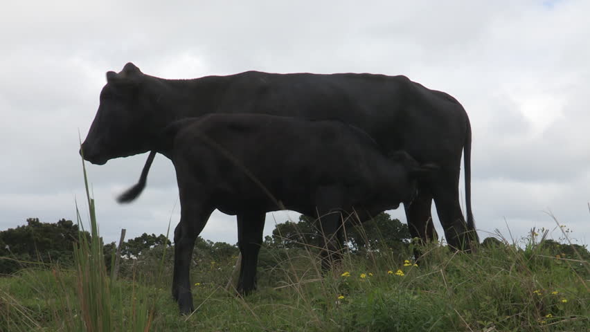 Black calf suckling from mother.
