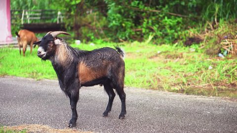 Malaysia Male Goat Urine On Stock Footage Video 100 Royalty Free 33562423 Shutterstock