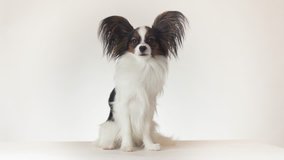 Beautiful young male dog Continental Toy Spaniel Papillon sits and looks around on a white background stock footage video