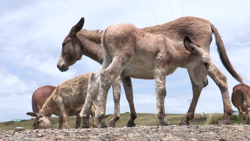 Low down angle of donkey suckling from it's mother.