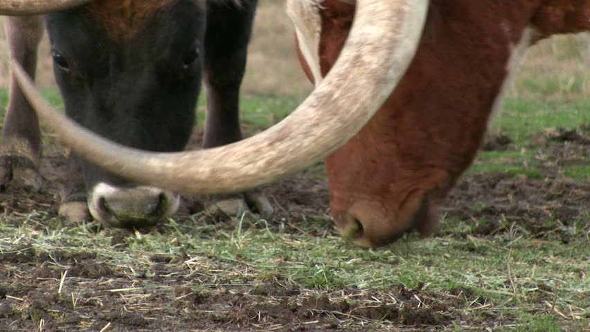 Steer with long horns eats while camera zooms out