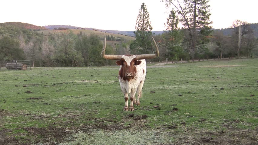 Long horn bull stares at camera