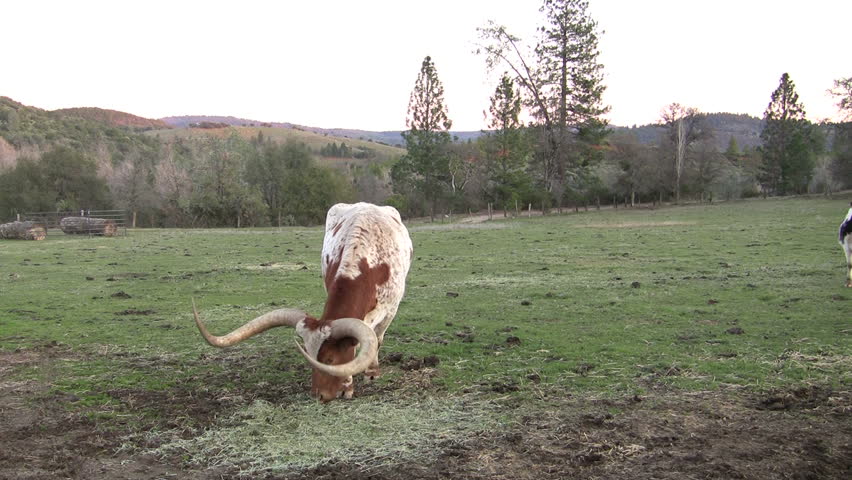 Long horn bull eating grass