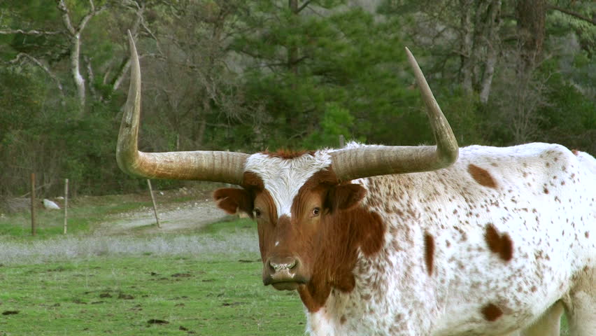 Long horn bull walks toward camera