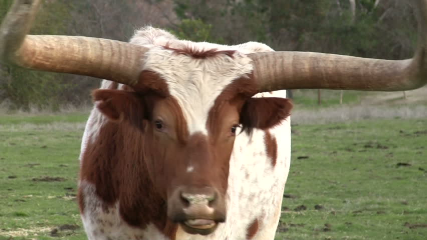 Long horn bull approaches camera