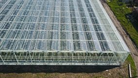 Aerial video of greenhouses. Roses are grown in a greenhouse for sale