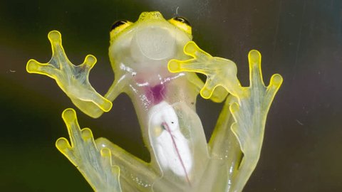A Glass Frog (Hyalinobatrachium sp.) These small frogs are transparent and the internal organs, beating heart, liver and intestines are visible. From cloudforest in western Ecuador.