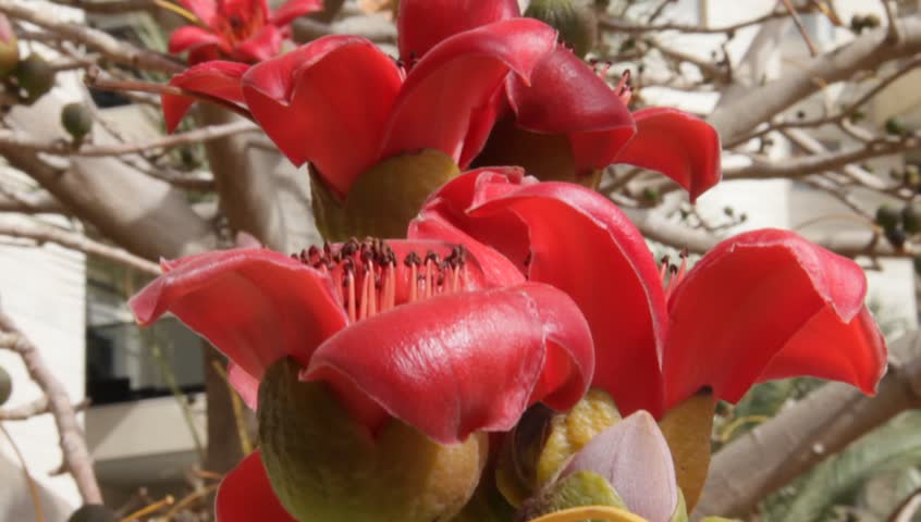 Blossoms Of The Red Silk Stock Footage Video 100 Royalty Free Shutterstock