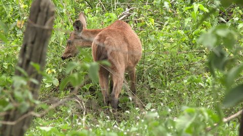 Marsh Deer (Blastocerus dichotomus) grazing behind a fence in the Pantanal wetlands ,Brazil