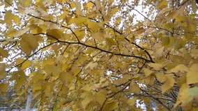 Yellow autumn leaves on the branches of a tree. The leaves swing in a light wind in slow motion. HD video clip