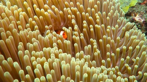 Tropical colorful reef nemo fish in the anemone. Underwater video from the coral reef. Scuba diving with ocean wildlife. Nemo and anemone.