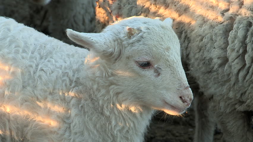 A  close up of lamb.