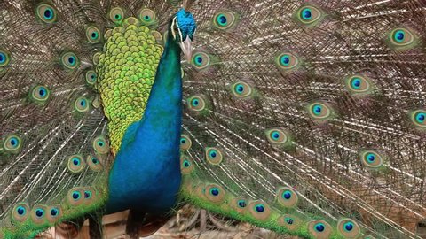 Peacocks and psalms in temples