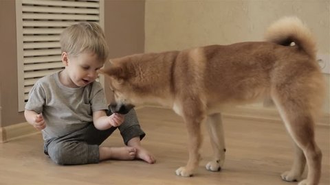 Shiba inu huge dog coming to a happy child. Baby boy is feeding his puppy with the hands at home