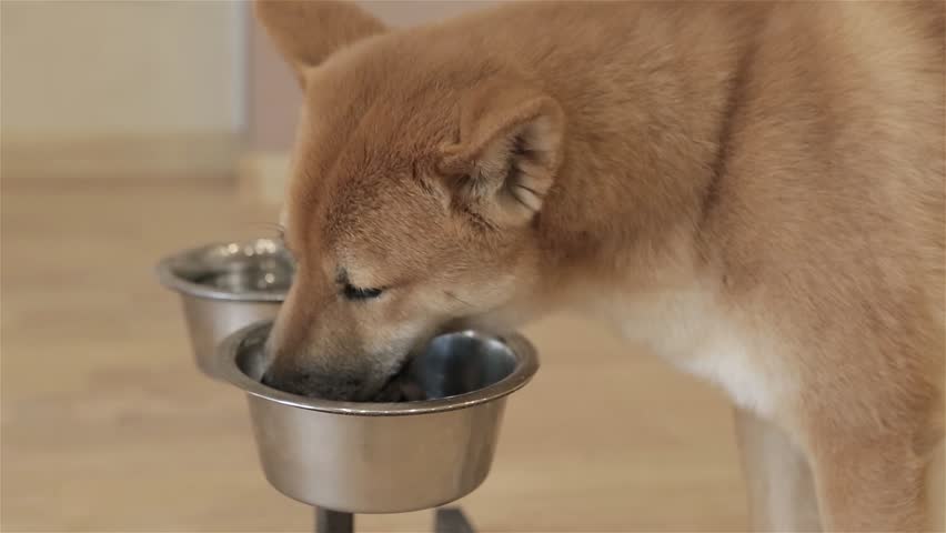 shiba inu diet