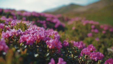 Close up view of violet mountain flowers under strong wind. Mountainous region, pure nature. Relaxation, positive emotions. Sunny weather, cloudy sky, camera stabilizer shot, landscape