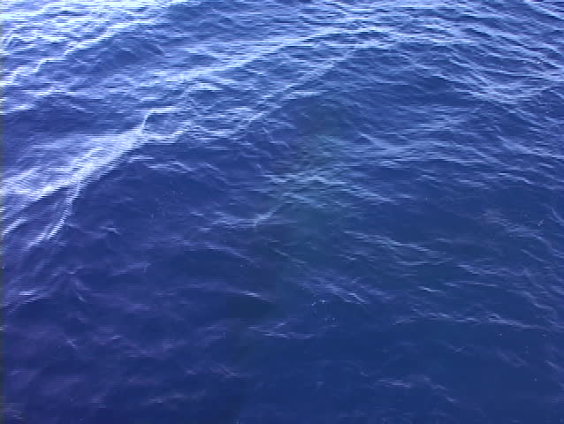 Humpback Whales Hawaii